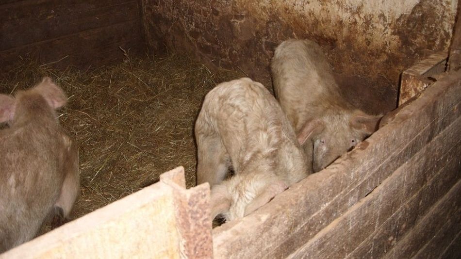 Zvířata řvala hlady. Chovatelka z Trutnovska neměla na krmení, hrozí jí až pět let